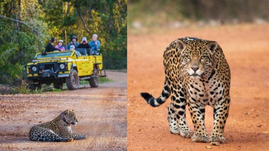 Onça durante um safari