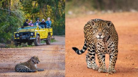Onça durante um safari