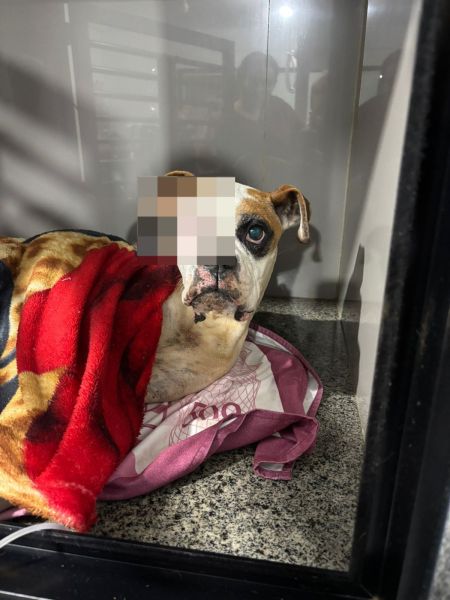 Animal foi socorrido e encaminhado para uma clínica veterinária