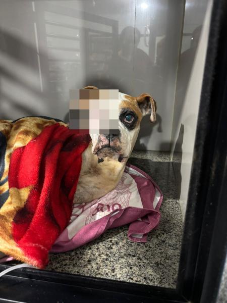 Animal foi socorrido e encaminhado para uma clínica veterinária