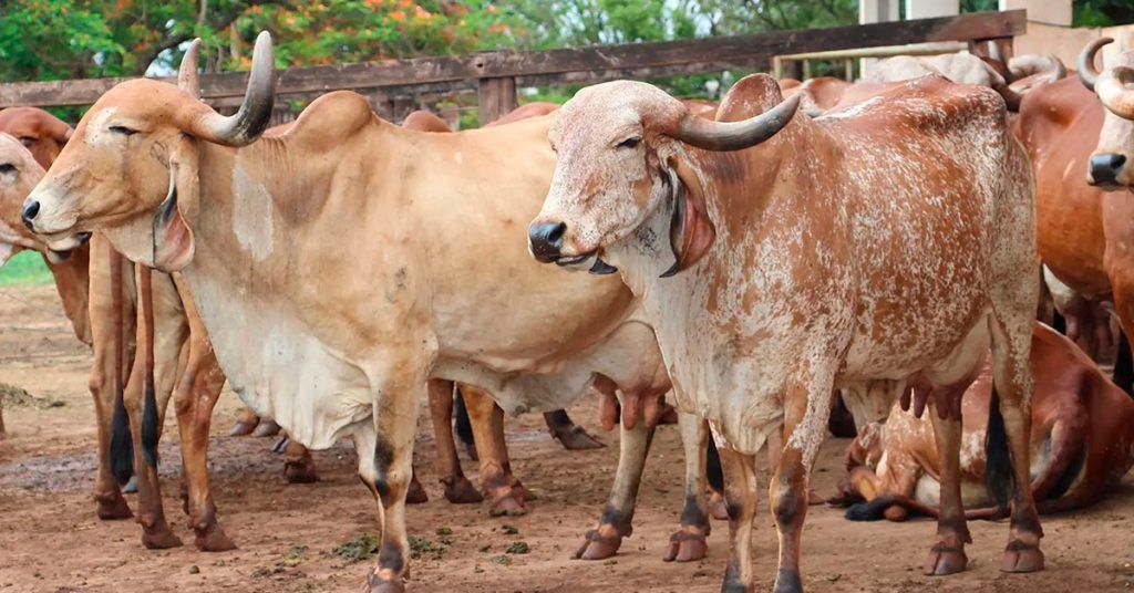 Produção de leite A2 ganha espaço no mercado mineiro com foco na saudabilidade