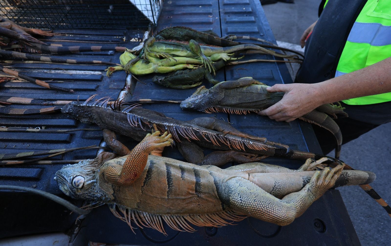 Onda de frio incomum na Flórida 'paralisa' iguanas; entenda fenômeno
