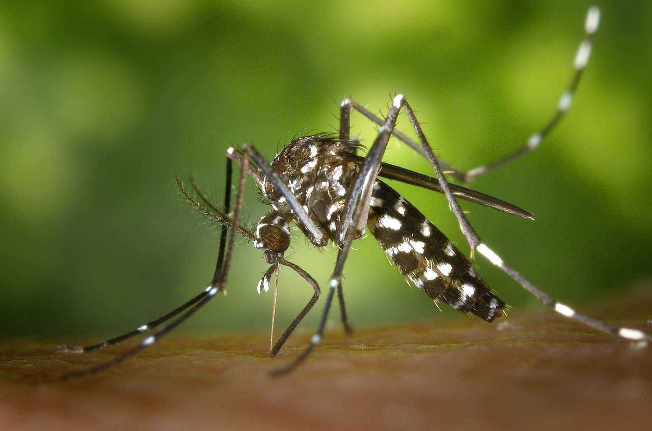 Índice de infestação do Aedes aegypti em Santana do Paraíso é de 5,3%