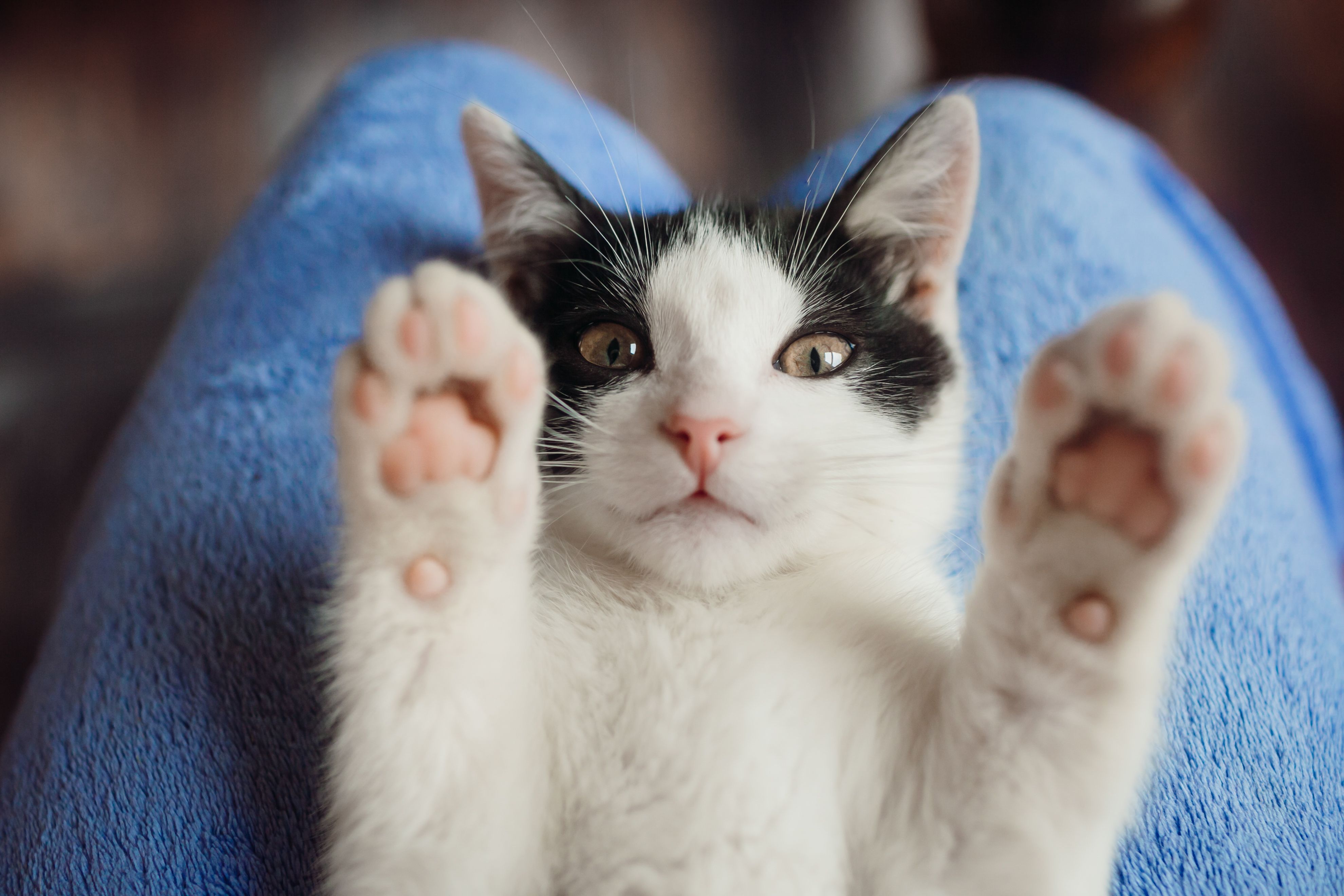Destros, dorminhocos e sensíveis: veja 7 curiosidades sobre gatos