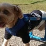 Cão paraplégico ganha cadeira de rodas personalizada de turma de mecânica de escola técnica