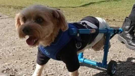 Will ganhou uma cadeira de rodas adaptada para seu corpo