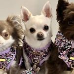 Cães da raça Chihuahua têm mais de R$130 mil em roupas e são modelos para marcas de luxo