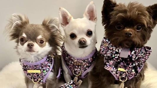Willow, Romeu e Reggie são modelos e já venceram diversos títulos em competições de cçaes