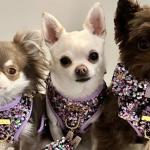 Cães da raça Chihuahua têm mais de R$130 mil em roupas e são modelos para marcas de luxo