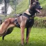 Cachorro Wilson perdido na Amazônia: general disse que é 'improvável' que o animal seja encontrado