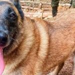 Coronel fala sobre última aparição do cachorro Wilson na Amazônia: ‘estava magro’