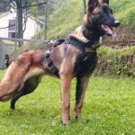 Cachorro Wilson perdido na Amazônia: autoridades encontram pegadas 'frescas' que podem ser do animal