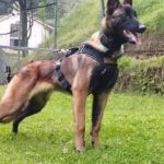 Indígena diz que cão Wilson foi levado como oferenda na selva amazônica