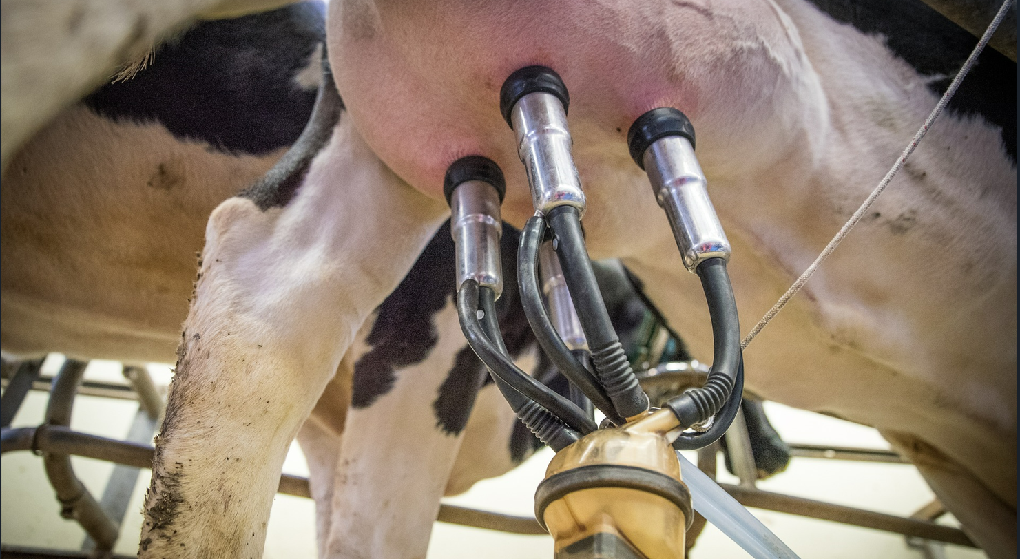 Torneio Leiteiro vai premiar os melhores produtores e quem acertar nome da vaca vencedora; entenda