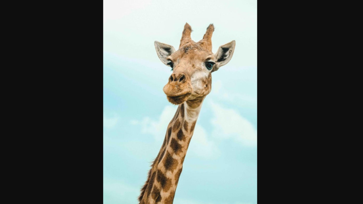 Morre Yaza, girafa mineira símbolo do Zoológico de Brasília