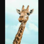 Morre Yaza, girafa mineira símbolo do Zoológico de Brasília