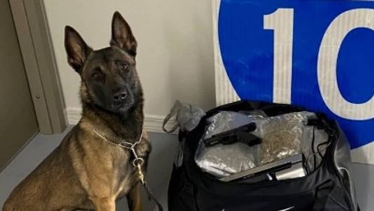 Yoda é um pastor belga malinois