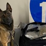 Conheça Yoda, o cachorro que mordeu e capturou brasileiro foragido nos EUA