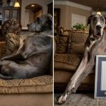 Cachorro mais alto do mundo que amputou pata morre após lutar contra câncer: 'beijos até o fim' 