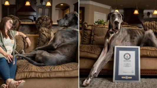 Zeus, um cão da raça dogue alemão, conquistou prêmio de mais alto do mundo em 2022