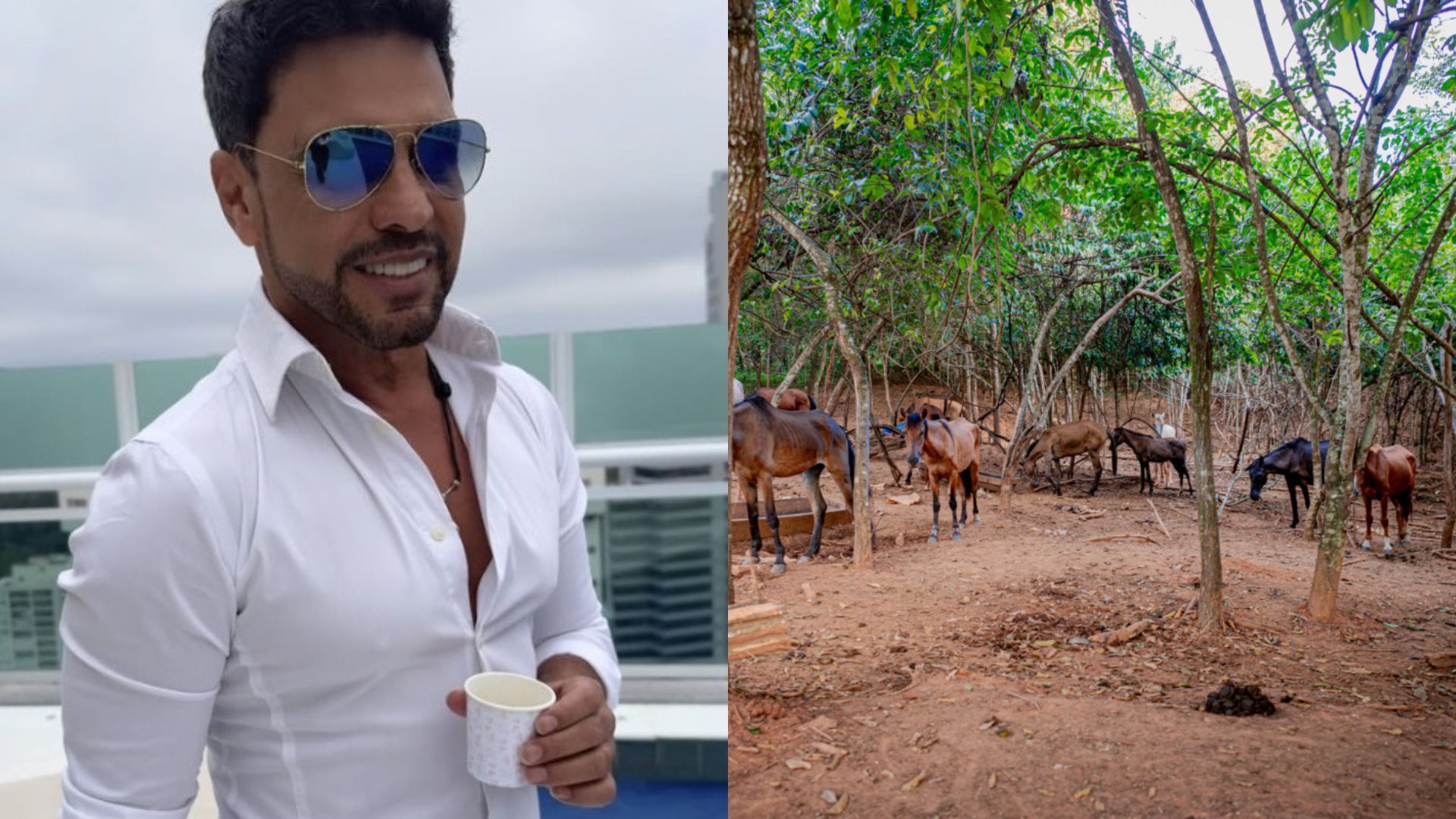 Zezé Di Camargo revela para onde irão cavalos resgatados de abatedouro em GO