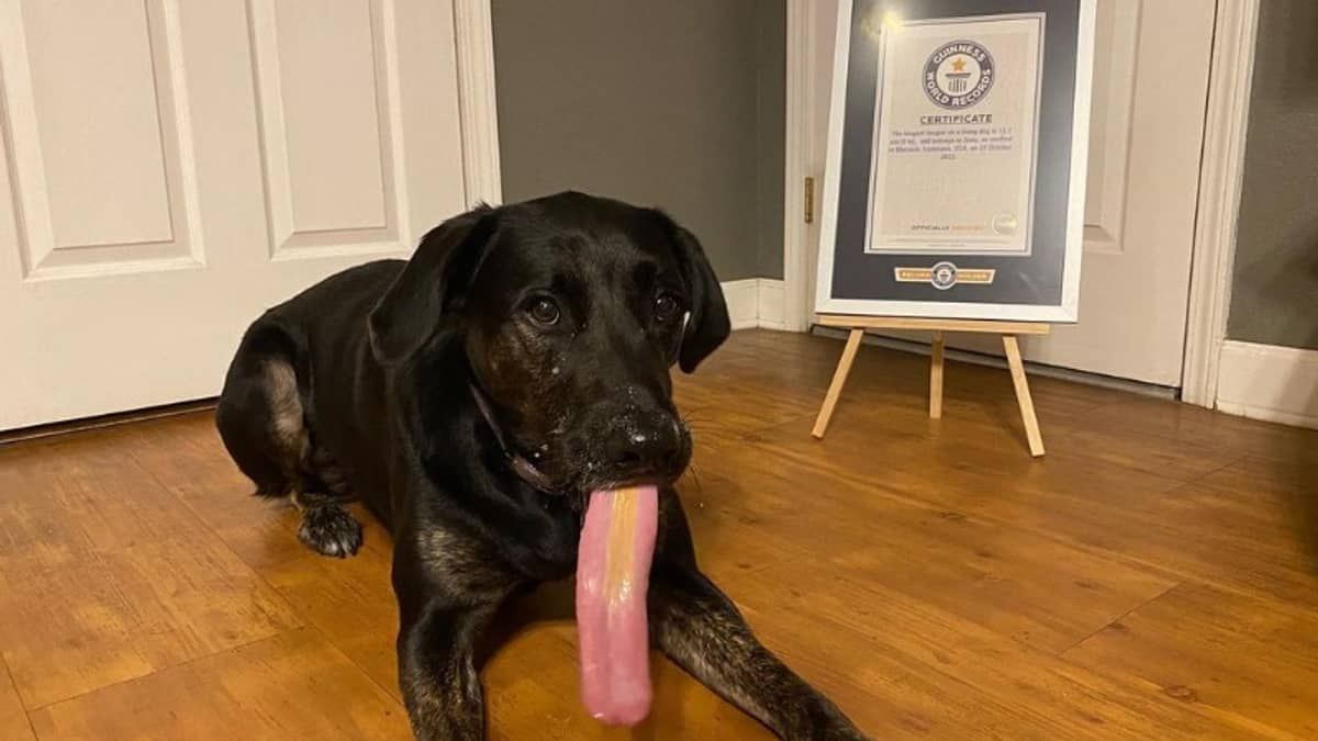 Cadela quebra recorde mundial com língua de 12,7 centímetros; veja fotos