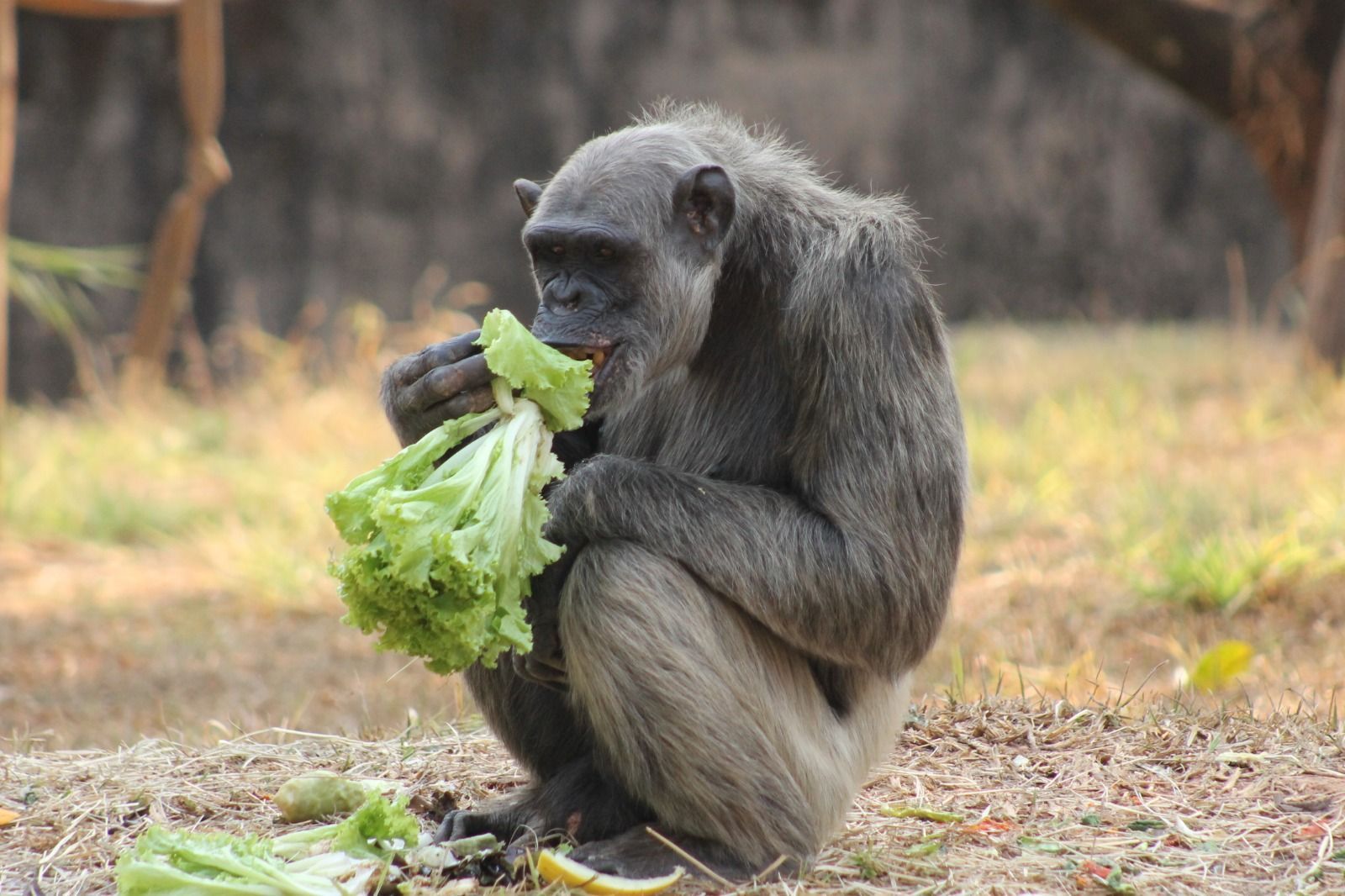 Entenda por que Serafim, chimpanzé do Zoológico de BH, não pode comer banana