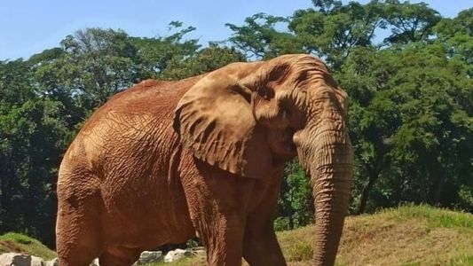 Zoológico tem 235 espécies de animais silvestres e mais de 3 mil indivíduos entre peixes, répteis, aves e mamíferos