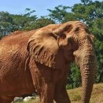 Zoológico de Belo Horizonte terá programação especial de aniversário; veja dias e horários  