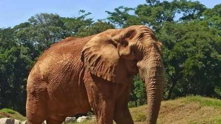 Zoológico tem 235 espécies de animais silvestres e mais de 3 mil indivíduos entre peixes, répteis, aves e mamíferos