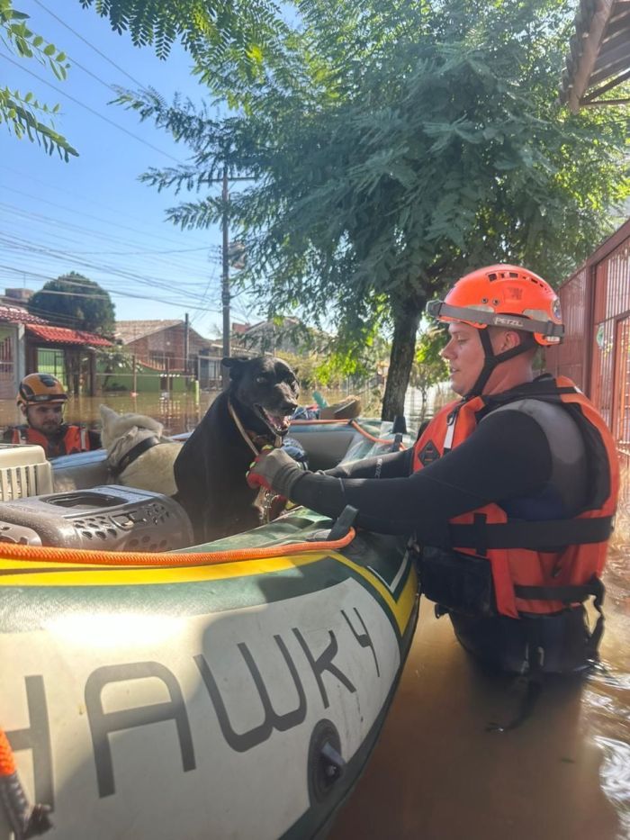 Mais de 250 animais foram resgatados no RS por equipes de voluntários e bombeiros de SP Mais de 250 animais foram resgatados no RS por equipes de voluntários e bombeiros de SP