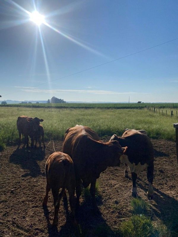 Animais encontrados em operação