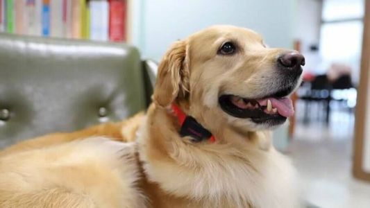 Busto de cachorro da raça golden com coleira inteligente