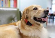 Coleiras com IA passam a monitorar saúde e comportamento de pets