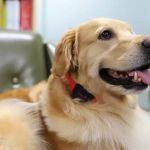 Coleiras com IA passam a monitorar saúde e comportamento de pets