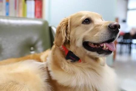 Coleiras com IA passam a monitorar saúde e comportamento de pets