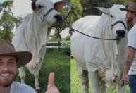 Baliza: conheça a vaca de R$ 2 milhões de Gustavo Tubarão e Eduardo Costa