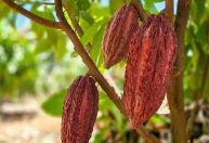 Novo 'ouro negro': Minas se articula para criar polo de produção de cacau