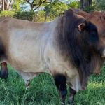 Lenda do rodeio: morre o touro Bipolar, tetracampeão nacional e ícone de Barretos