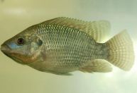 Planta medicinal revoluciona criação de tilápias em tanques-rede