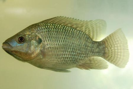 Planta medicinal revoluciona criação de tilápias em tanques-rede