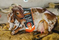 Femec 2026: recorde no leite e elite do Nelore brilham em Uberlândia