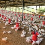 Gripe aviária: Brasil prorroga emergência zoossanitária por 180 dias