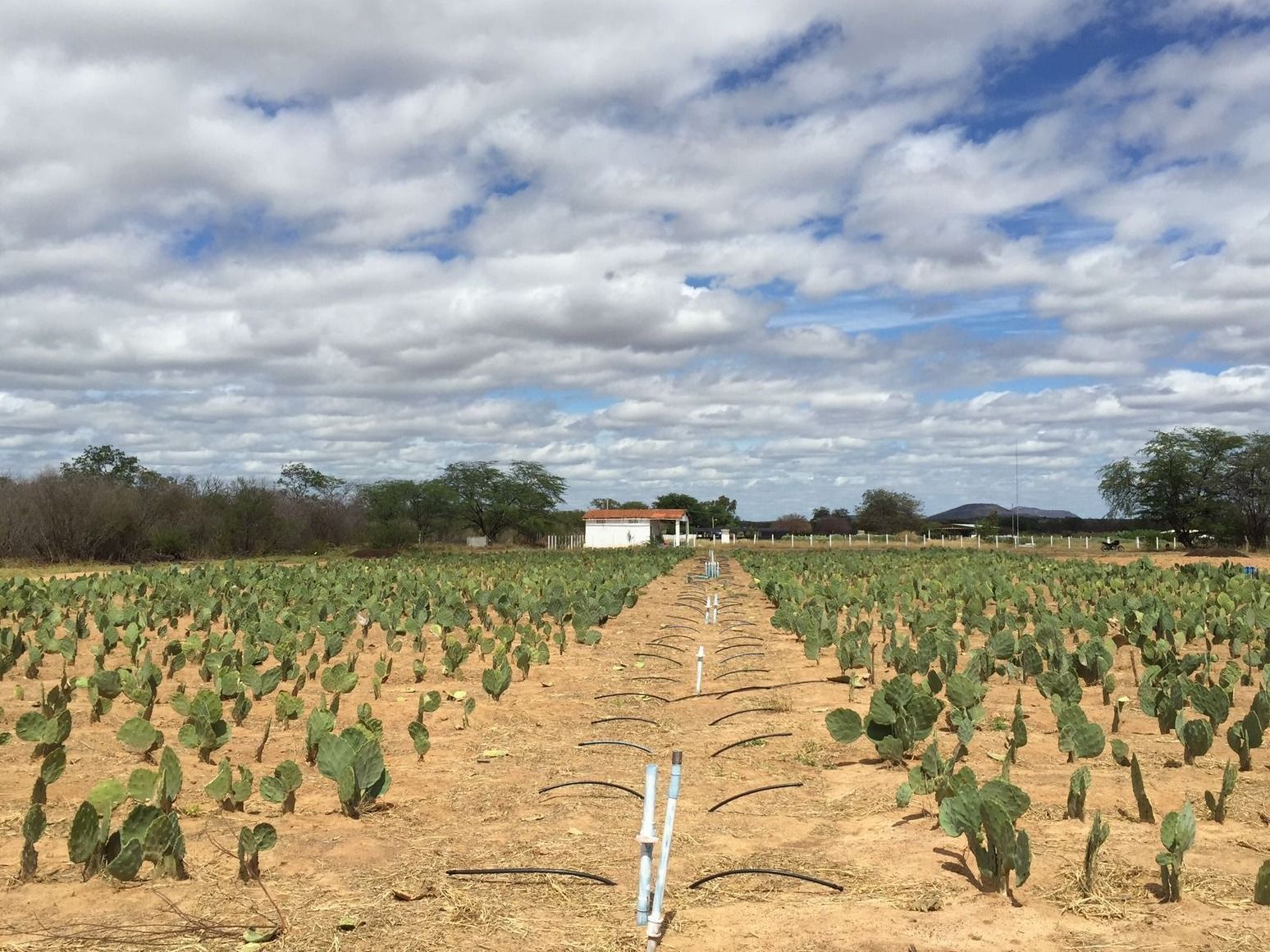 Embrapa aposta em uso de água salina para impulsionar agro no Semiárido