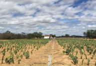 Embrapa aposta em uso de água salina para impulsionar agro no Semiárido
