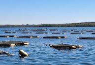 Fim do IEF para peixes? ALMG aprova projeto que simplifica licenciamento