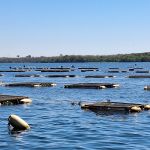 Fim do IEF para peixes? ALMG aprova projeto que simplifica licenciamento
