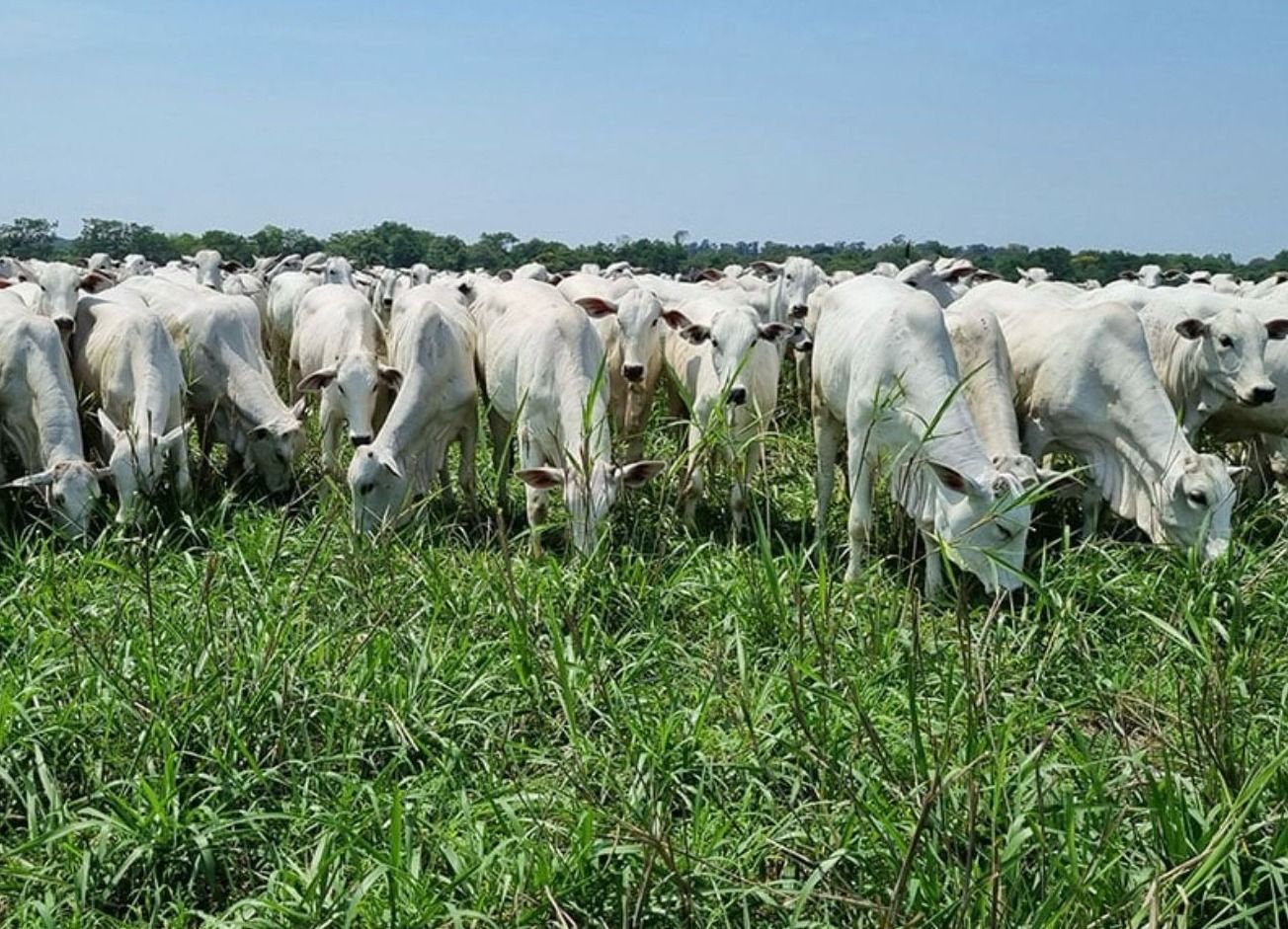 Crédito rural passa a financiar genética e reprodução na pecuária sustentável