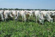 Crédito rural passa a financiar genética e reprodução na pecuária sustentável