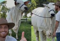 Baliza: conheça a vaca de R$ 2 milhões de Gustavo Tubarão e Eduardo Costa